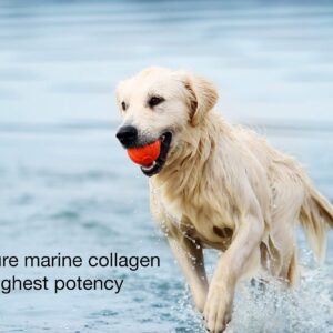 K9 Collagen Hip & Joint Supplement for Dogs - Fish Collagen Powder for Canines, Supports Healthy Joints, Improved Mobility, Pain Relief, Pet Wellness, Puppy Care, 1 Month Supply