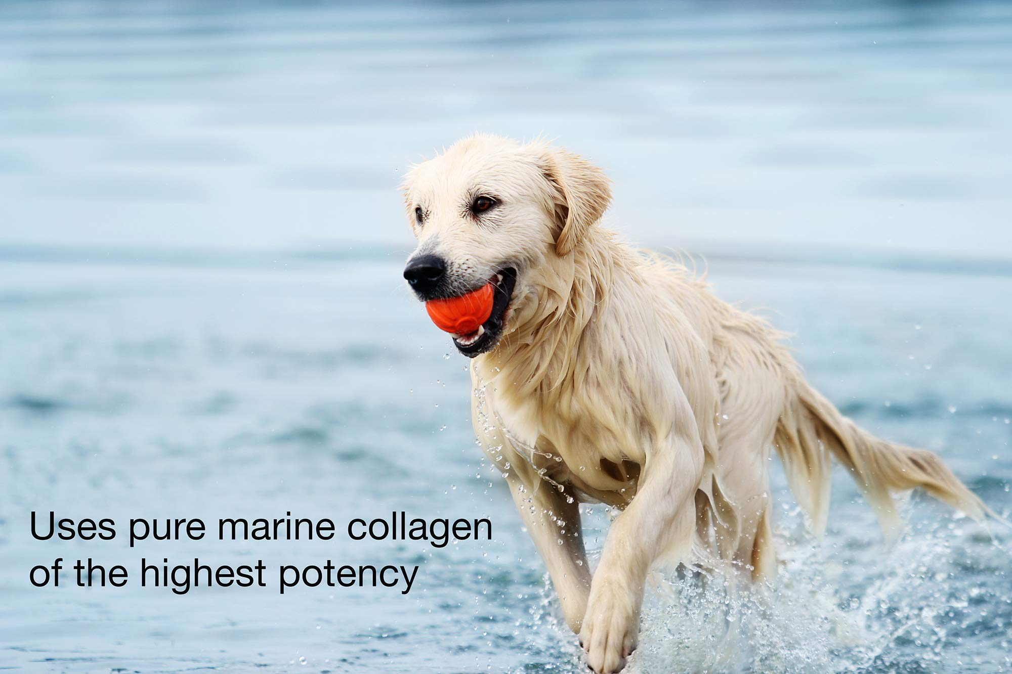 K9 Collagen Hip & Joint Supplement for Dogs - Fish Collagen Powder for Canines, Supports Healthy Joints, Improved Mobility, Pain Relief, Pet Wellness, Puppy Care, 1 Month Supply