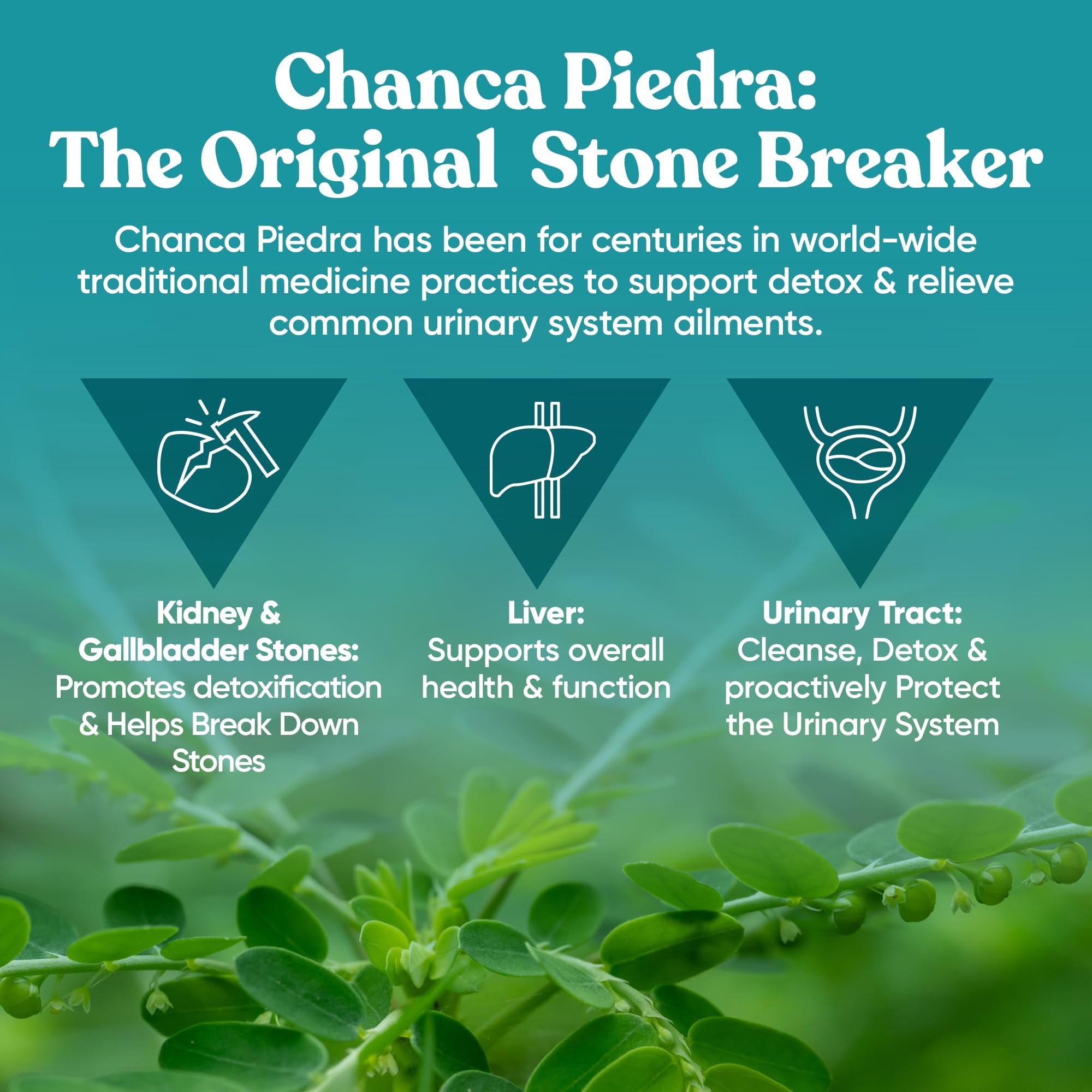 Chanca Piedra Stone Breaker – Natural Dissolver, Kidney Cleanse & Gallbladder Supplement – Detoxify Urinary Tract, Flush Impurities, Clear System – 60 Vegan Soft Capsules