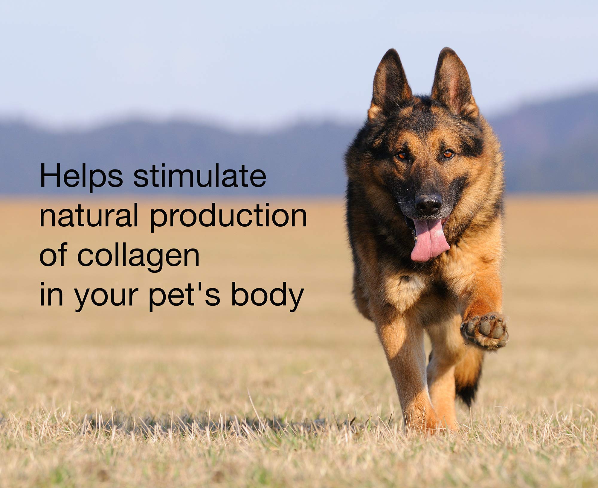 K9 Collagen Hip & Joint Supplement for Dogs - Fish Collagen Powder for Canines, Supports Healthy Joints, Improved Mobility, Pain Relief, Pet Wellness, Puppy Care, 1 Month Supply