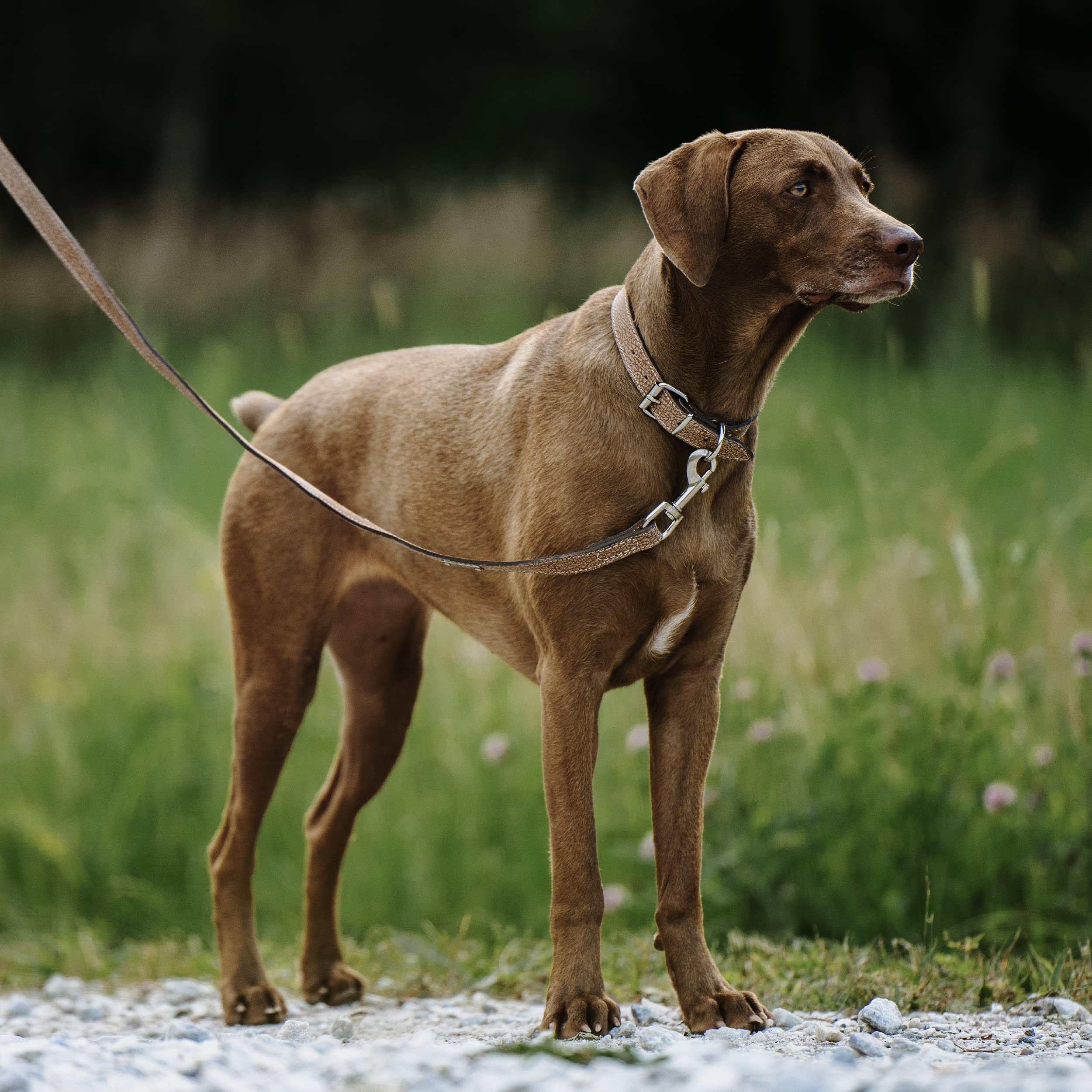 Mighty Paw Leather Dog Leash - Genuine Material - Premium Leash - Suitable for All Pet Sizes - Dog Show Lead Thin - Distressed Genuine Leather Leash - 5 ft Heavy Duty Dog Leash - (Light Brown)