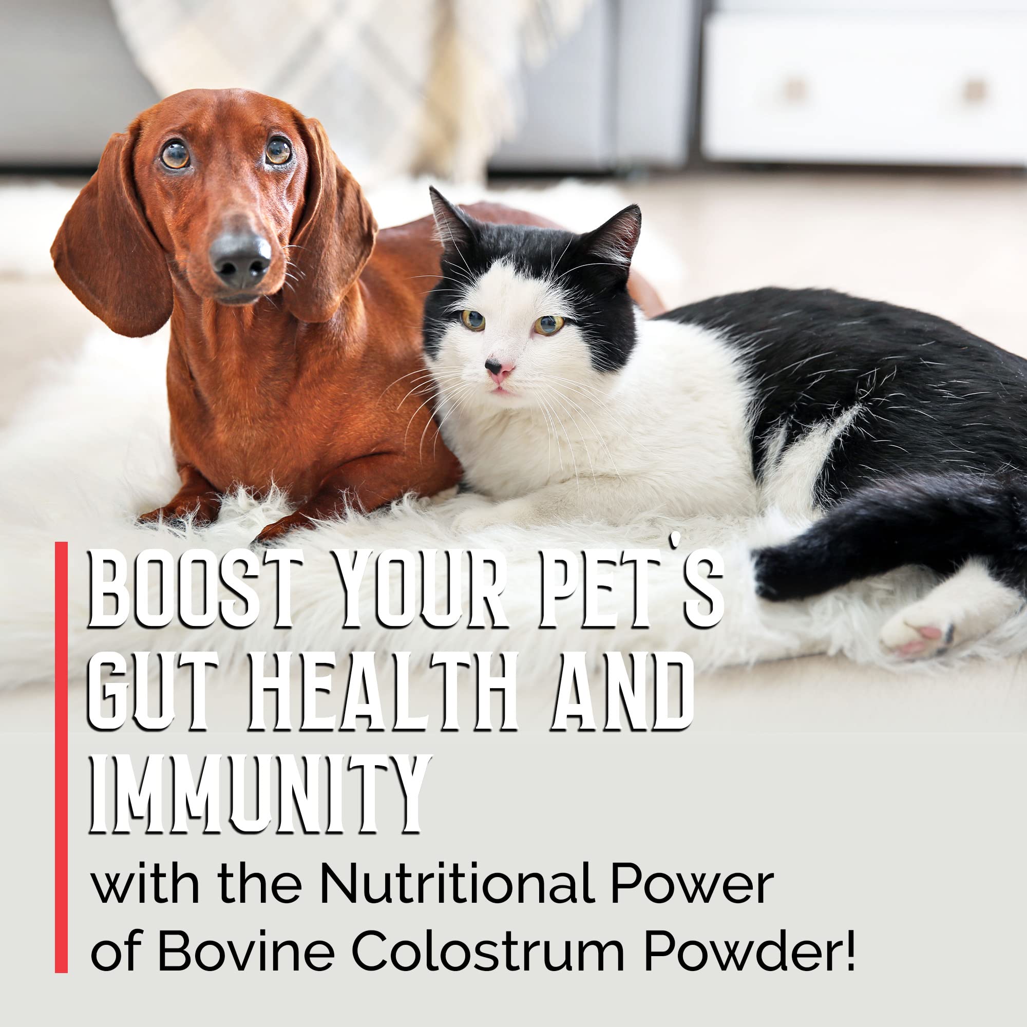 BodyBoost Bovine Colostrum for Dogs and Cats, Organic Immune Support Supplement for Allergy and Itch Relief, Grass Fed Colostrum Powder for Pets, Dog Gut Health, All Ages, 8 oz