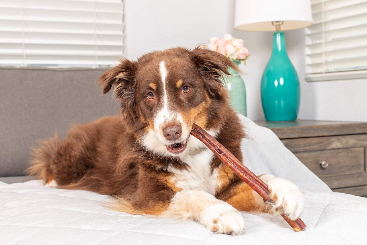 Natural Cravings USA Texas Sized Bully Sticks | All Natural | Odor Free | High Protein | Premium Quality Dog Chews | 12" - 3 Pack