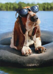 basset hound wearing sunglasses - avanti funny dog birthday card