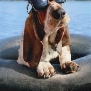 Basset Hound Wearing Sunglasses - Avanti Funny Dog Birthday Card