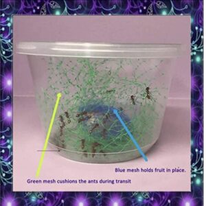 Insectsales.com Live Ants for Ant Farms with Free Ant Food (40 Healthy Western Harvester Ants) (Ants + Ant Food)