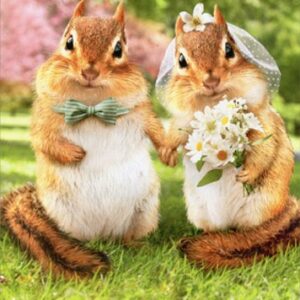 Chipmunk Bride And Groom - Avanti Funny Wedding Card