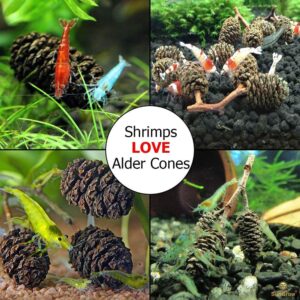 SunGrow Alder Cones for Shrimps, Water Conditioner for Freshwater Shrimp Tanks, Aquarium Decorations & Accessories (50 Pcs)