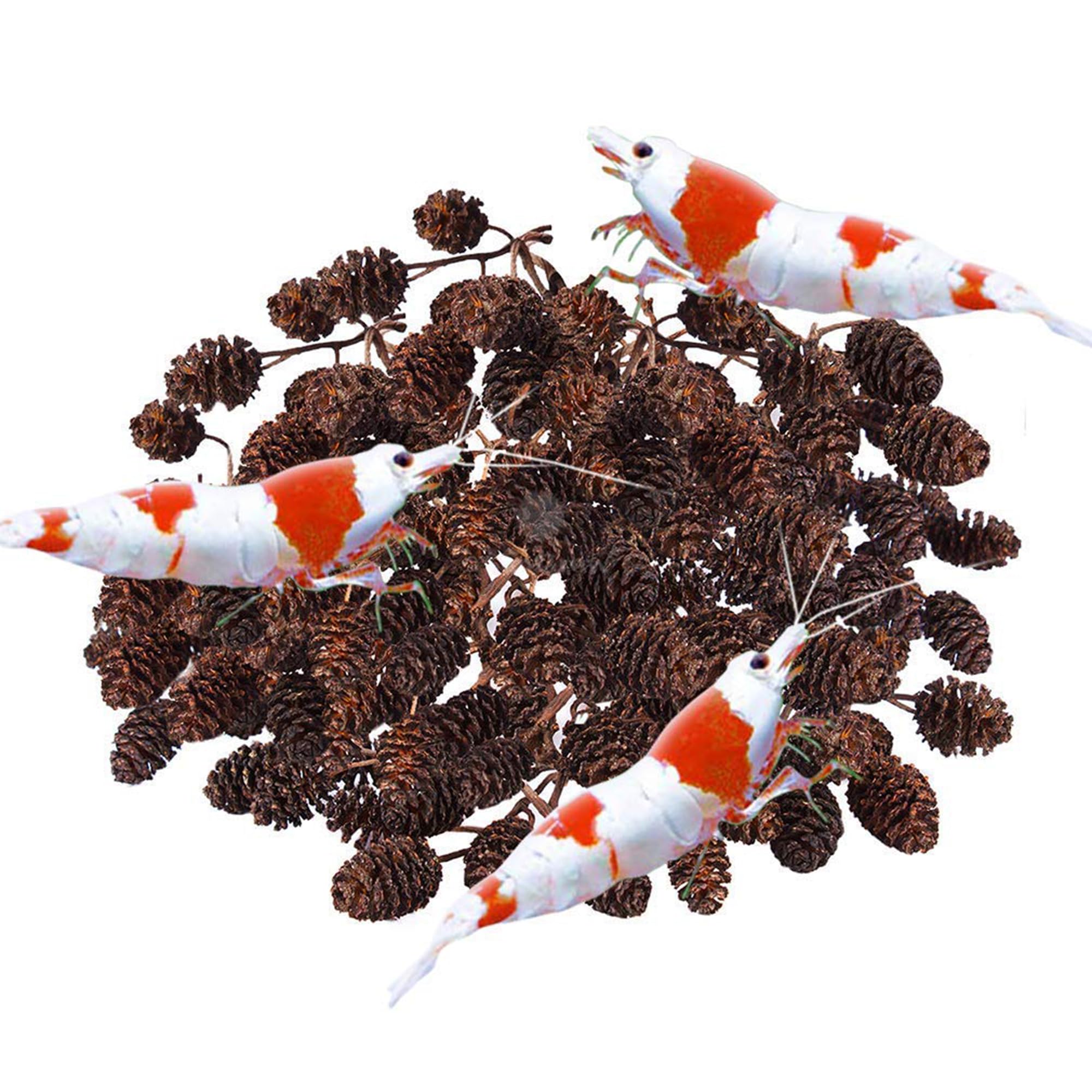 SunGrow Alder Cones for Shrimps, Water Conditioner for Freshwater Shrimp Tanks, Aquarium Decorations & Accessories (50 Pcs)