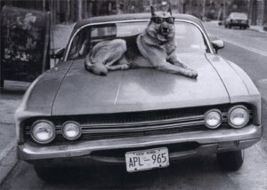 dog on hood of car - avanti funny german shepherd birthday card