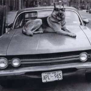 Dog On Hood Of Car - Avanti Funny German Shepherd Birthday Card