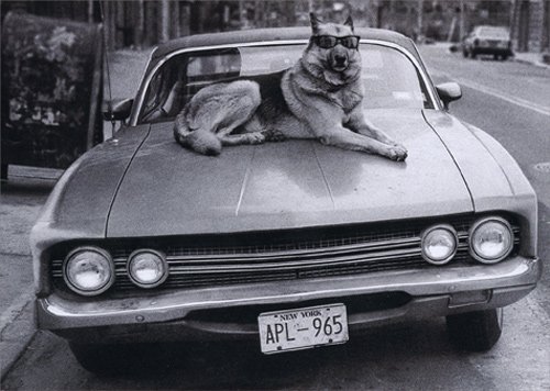 Dog On Hood Of Car - Avanti Funny German Shepherd Birthday Card