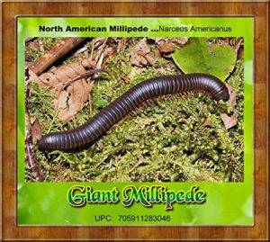 insectsales.com live giant millipede (narceus americanus) educational & fun