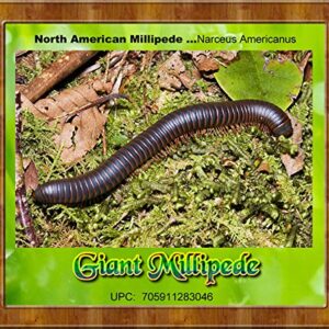 Insectsales.com Live Giant Millipede (Narceus Americanus) Educational & Fun