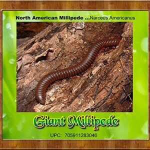 Insectsales.com Live Giant Millipede (Narceus Americanus) Educational & Fun