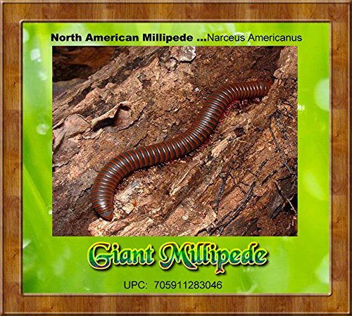 Insectsales.com Live Giant Millipede (Narceus Americanus) Educational & Fun