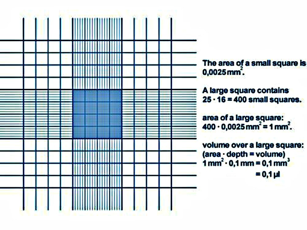 EFK-II Supply Improved Neubauer Hemocytometer Blood Count with Double Chamber Plus 2 Coverslips